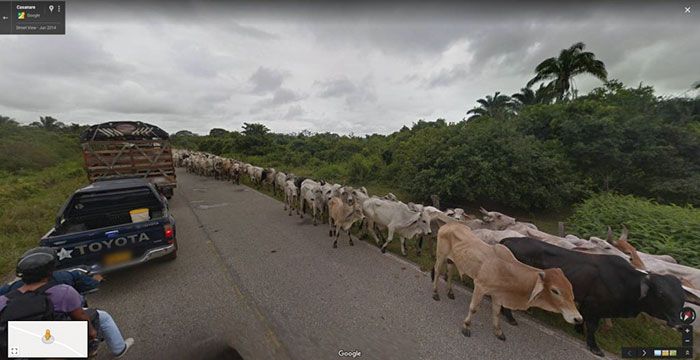 37 melhores fotos de animais tiradas acidentalmente pelo Google Street View 32