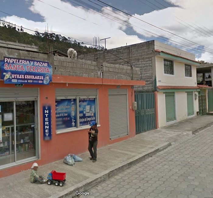37 melhores fotos de animais tiradas acidentalmente pelo Google Street View 35