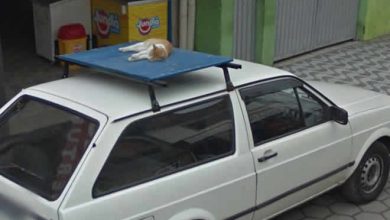 37 melhores fotos de animais tiradas acidentalmente pelo Google Street View 38