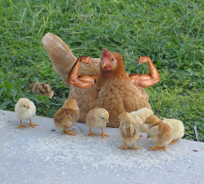 22 pássaros com braços humanos 3