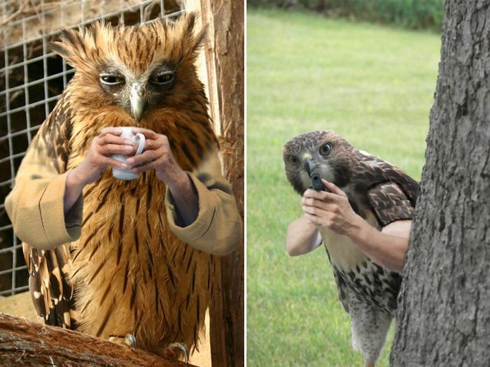 22 pássaros com braços humanos 9