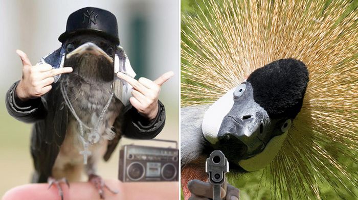 22 pássaros com braços humanos 11