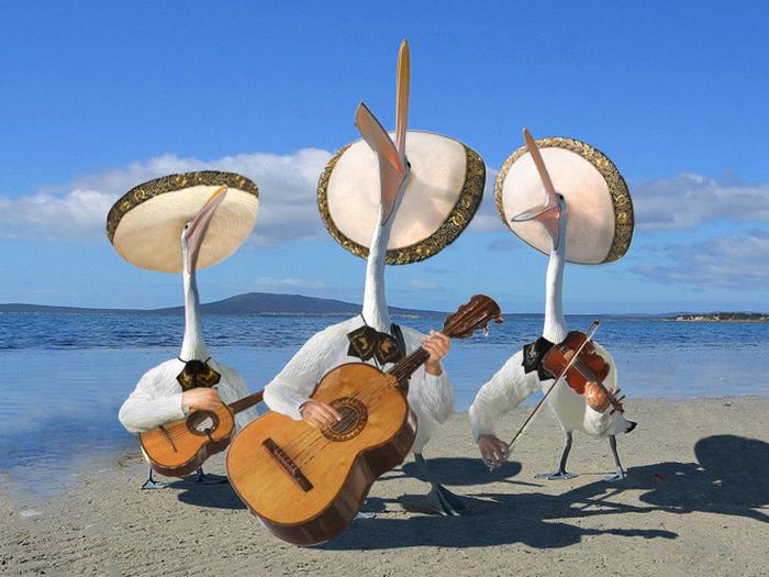 22 pássaros com braços humanos 15