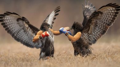 22 pássaros com braços humanos 45