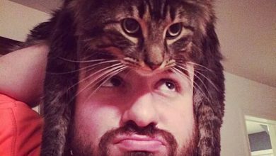 Tendência de moda mais recente: Gatos como chapéus (21 fotos) 22