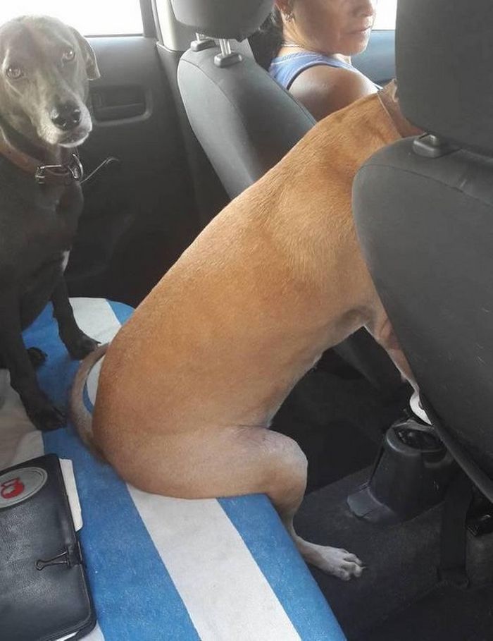 17 animais de estimação com hábitos malucos 1