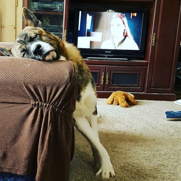 17 animais de estimação com hábitos malucos 2