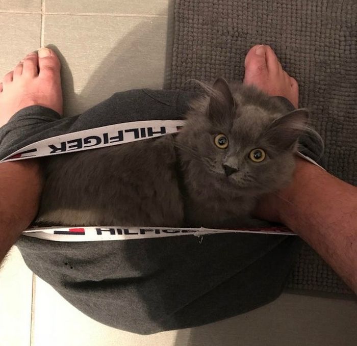 17 animais de estimação com hábitos malucos 3