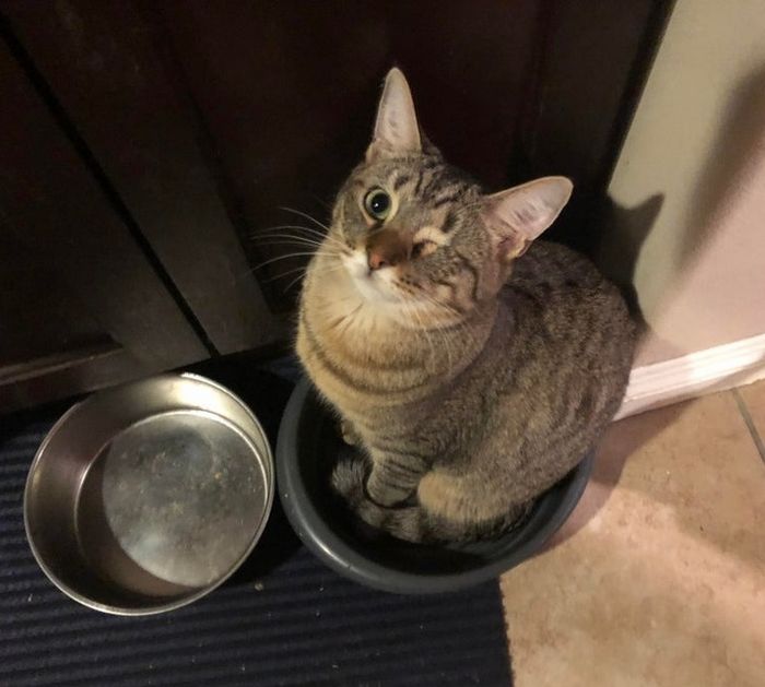 17 animais de estimação com hábitos malucos 5