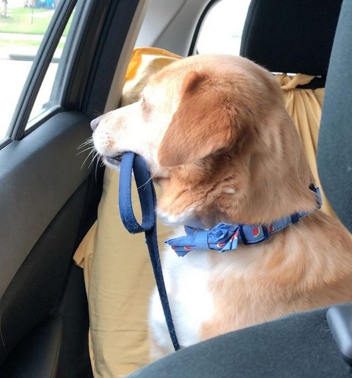 17 animais de estimação com hábitos malucos 6