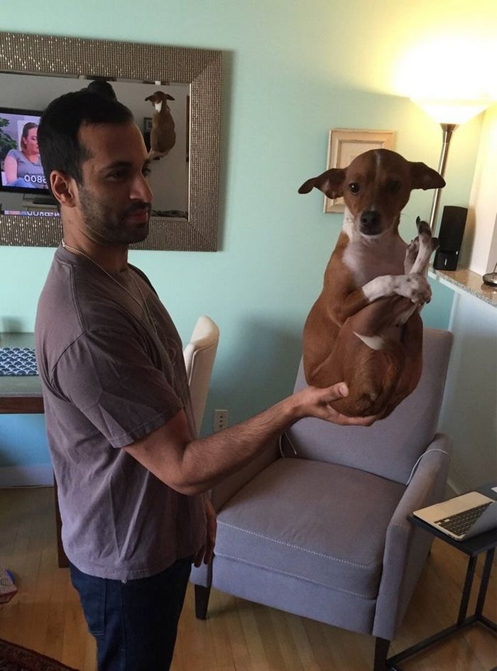 17 animais de estimação com hábitos malucos 7