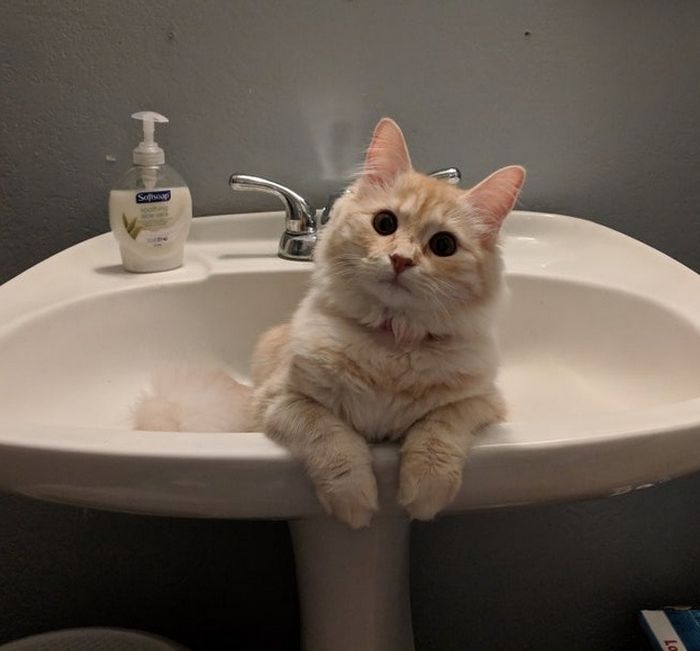 17 animais de estimação com hábitos malucos 8