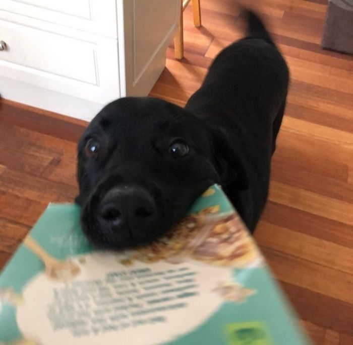 17 animais de estimação com hábitos malucos 12