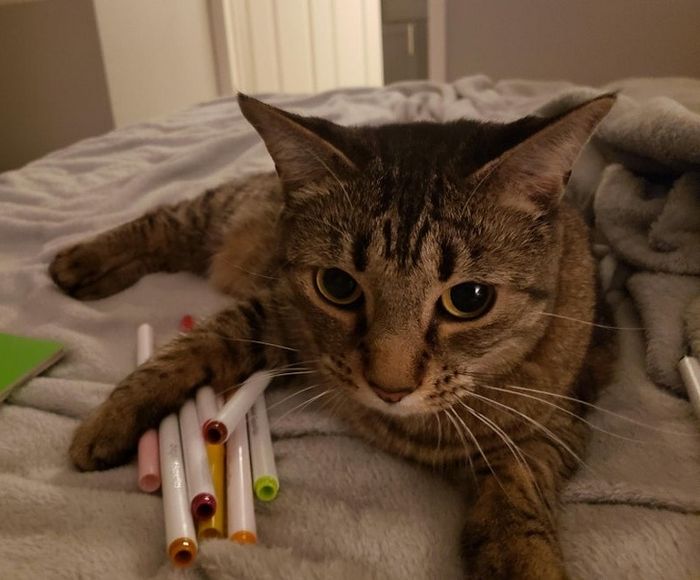 17 animais de estimação com hábitos malucos 13