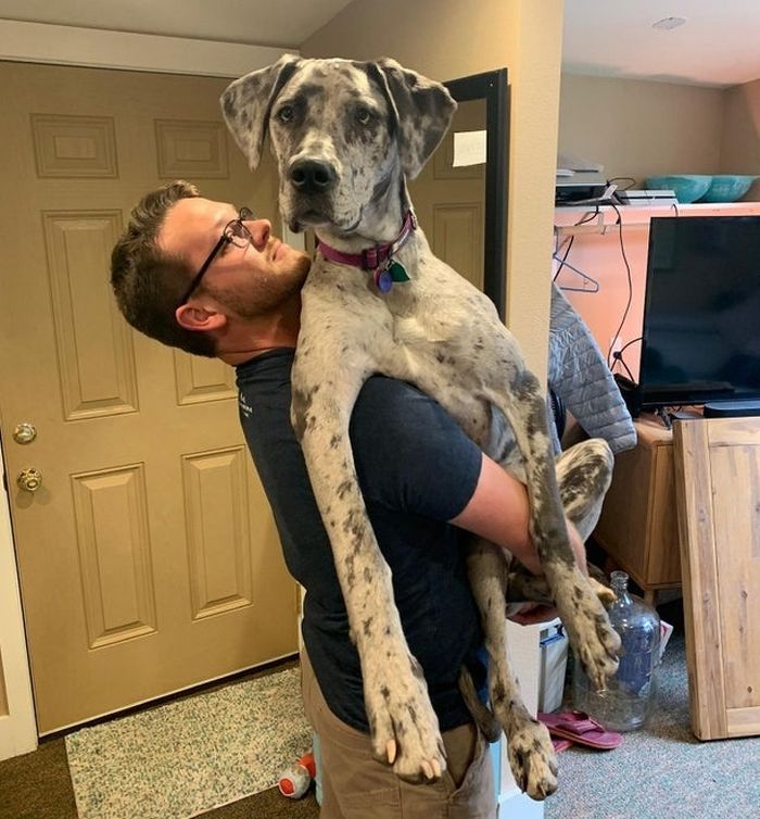 17 animais de estimação com hábitos malucos 14