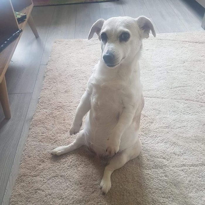 17 animais de estimação com hábitos malucos 15