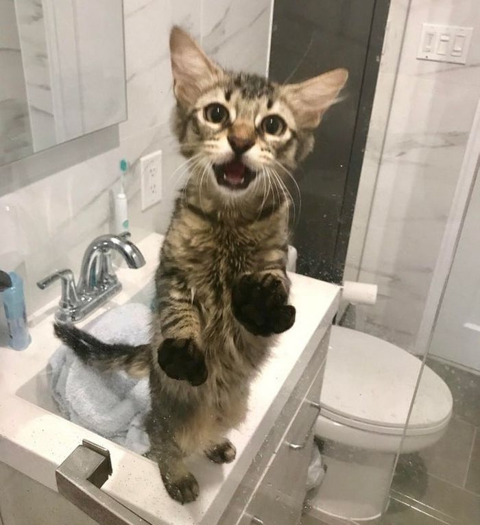 17 animais de estimação com hábitos malucos 16