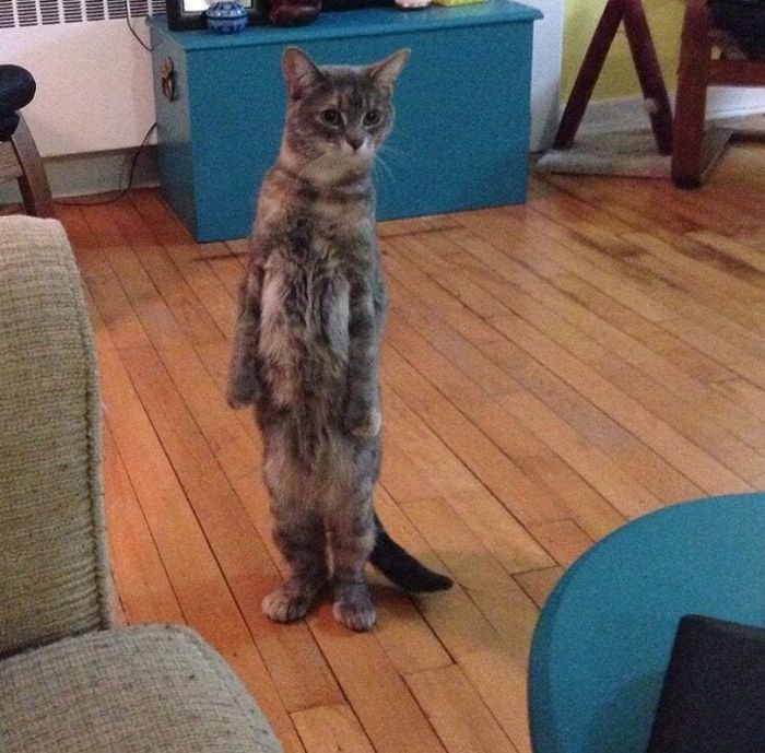 17 animais de estimação com hábitos malucos 17