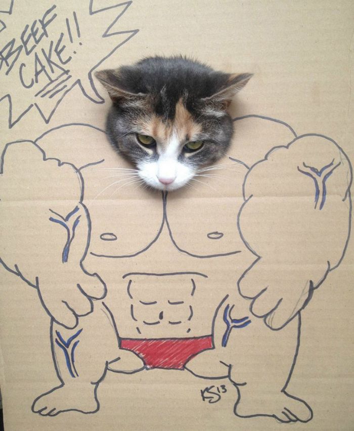 Brincadeira na internet dá aos gatos corpo fictício desenhado em papelão (20 fotos) 1