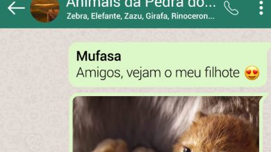 15 conversas dos personagens do Rei Leão pelo WhatsApp 35