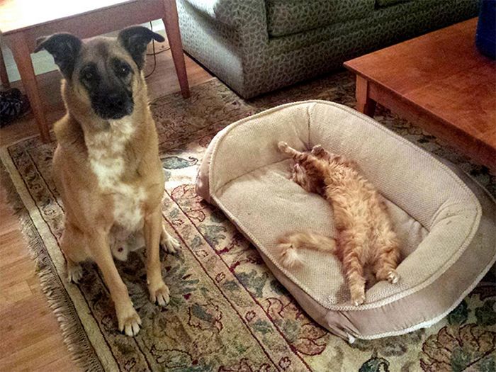 22 gatos folgados que roubaram a cama de cachorros 1