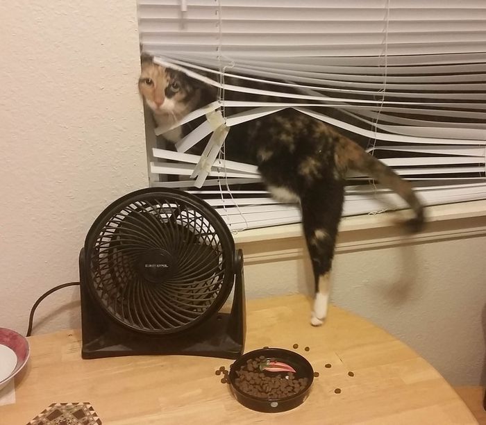 20 gatos que não se incomodam em pedir permissão 3