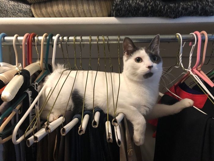 20 gatos que não se incomodam em pedir permissão 4