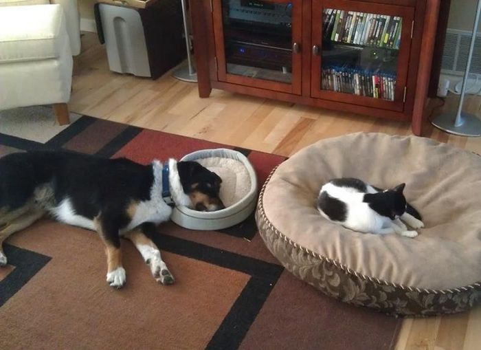 20 gatos que não se incomodam em pedir permissão 6