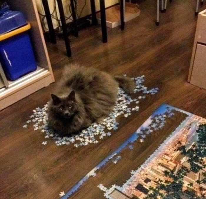 20 gatos que não se incomodam em pedir permissão 8