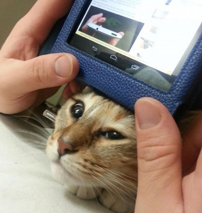20 gatos que não se incomodam em pedir permissão 10