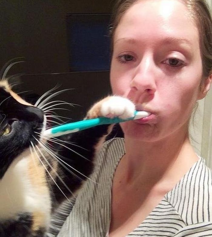 20 gatos que não se incomodam em pedir permissão 11
