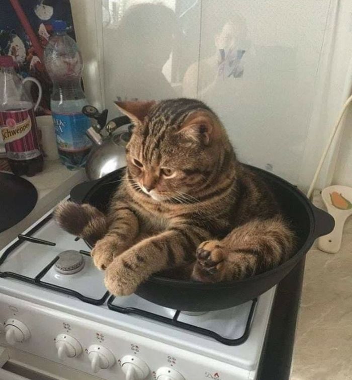 20 gatos que não se incomodam em pedir permissão 12