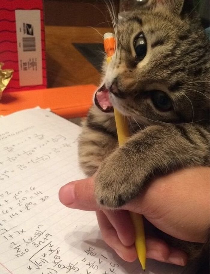 20 gatos que não se incomodam em pedir permissão 15