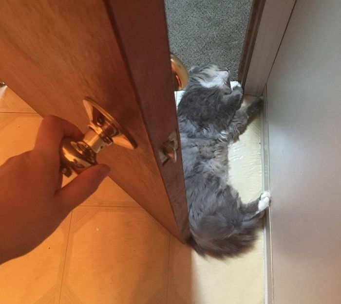 20 gatos que não se incomodam em pedir permissão 16