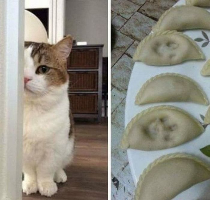 20 gatos que não se incomodam em pedir permissão 18