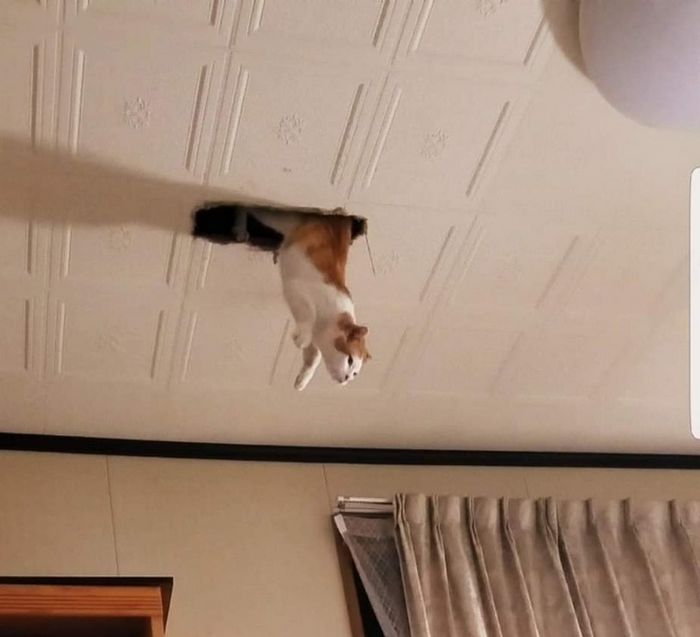 20 gatos que não se incomodam em pedir permissão 19