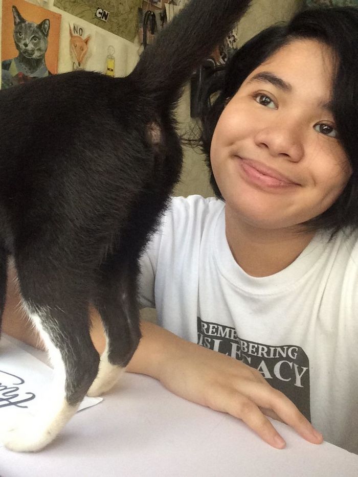 20 gatos que não se incomodam em pedir permissão 20