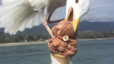 20 pássaros que pode ser doidos 10