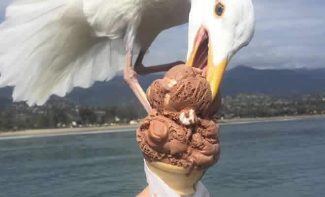 20 pássaros que pode ser doidos