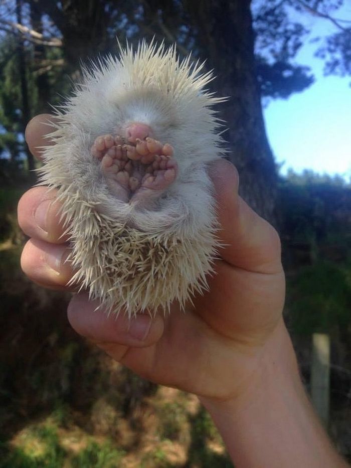 25 pessoas mostram as coisas esquisitas entre os mais raros que já tiveram nas mãos 9