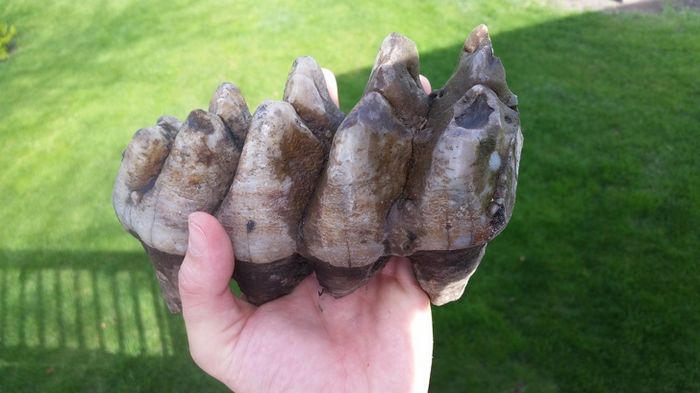 25 pessoas mostram as coisas esquisitas entre os mais raros que já tiveram nas mãos 12