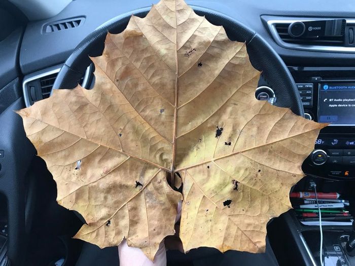 25 pessoas mostram as coisas esquisitas entre os mais raros que já tiveram nas mãos 16