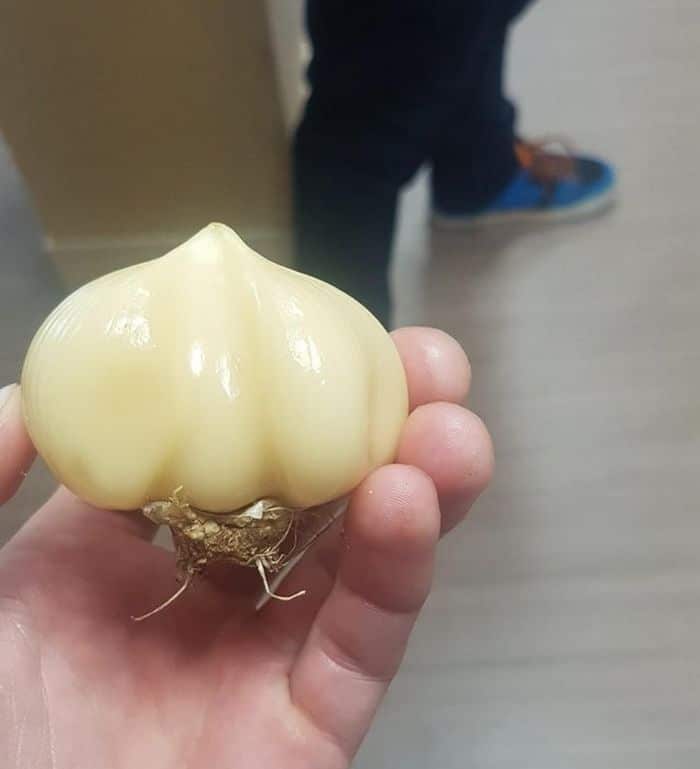 25 pessoas mostram as coisas esquisitas entre os mais raros que já tiveram nas mãos 25