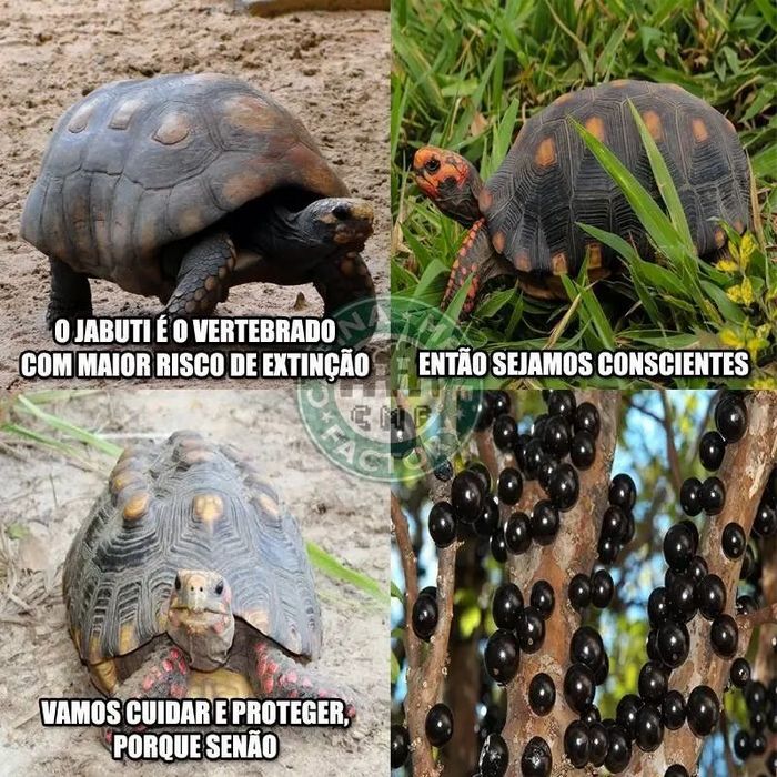 22 piadas simples que provam que dá para fazer humor sem ofender ninguém 12