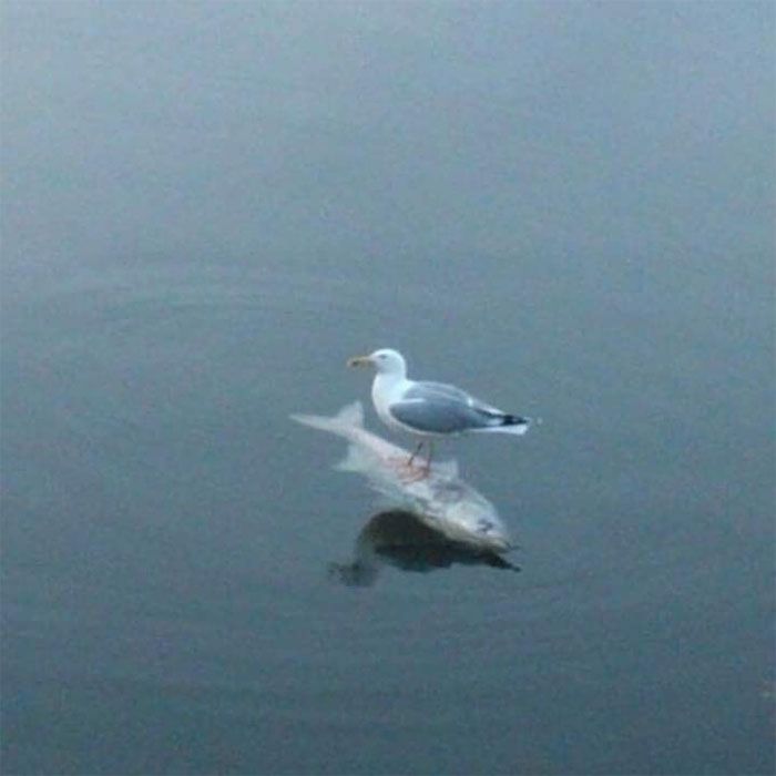 45 animais com auras ameaçadoras 7