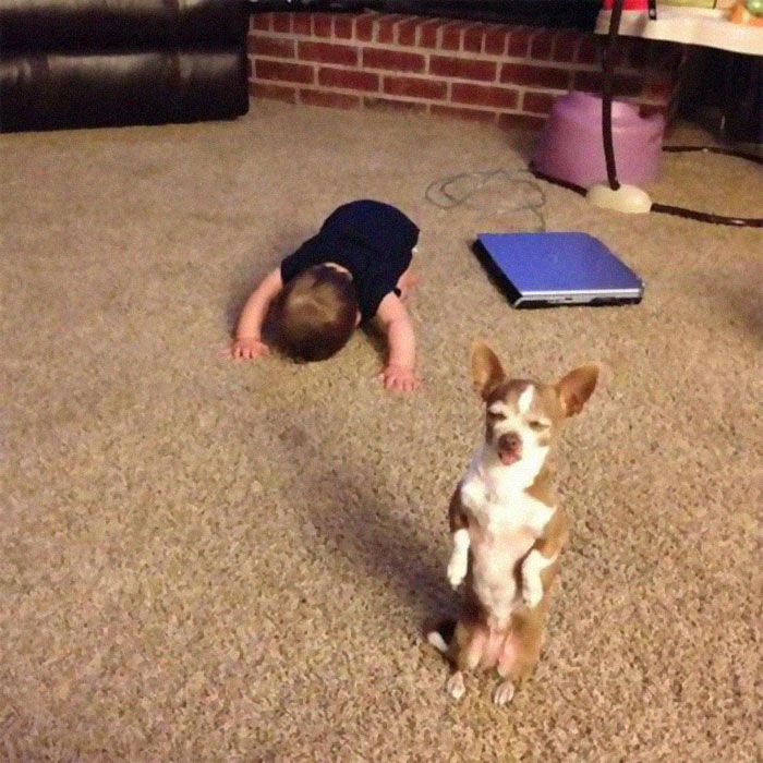 45 animais com auras ameaçadoras 19