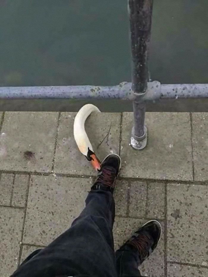 45 animais com auras ameaçadoras 34