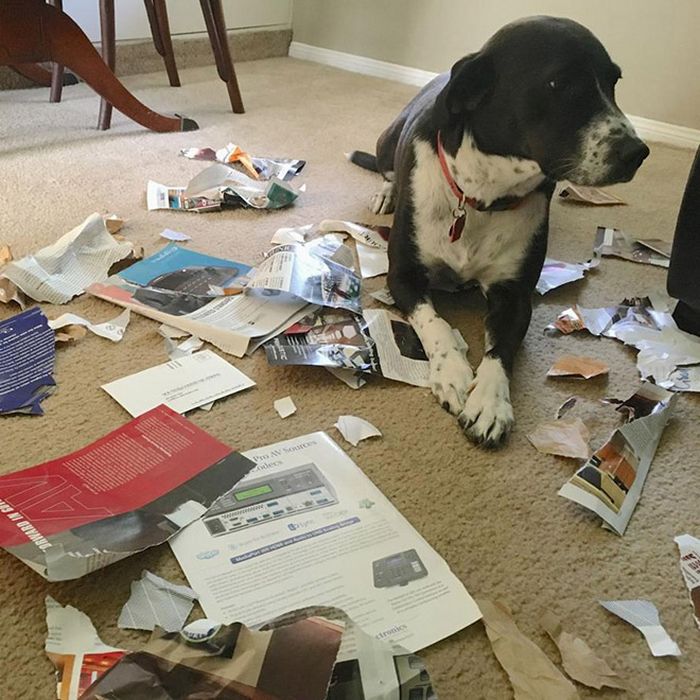 22 cachorros culpados que sentem muito pelo que fizeram 14