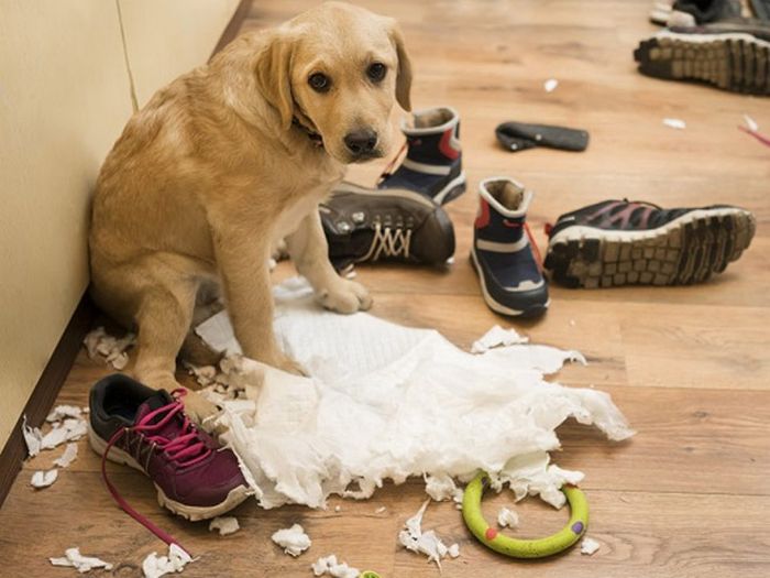 22 cachorros culpados que sentem muito pelo que fizeram 19