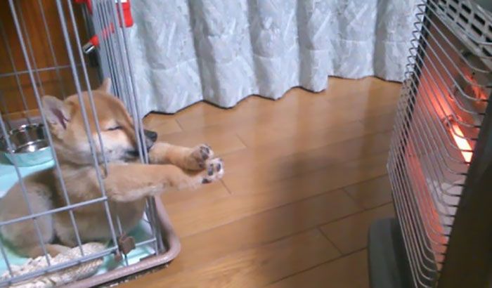 27 cachorros dormindo em posições estranhas e muito hilárias 4